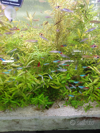 Pesci tropicali per acquario