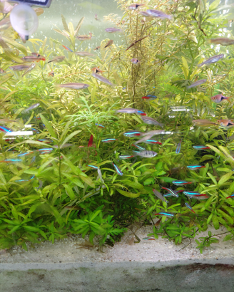 Pesci tropicali per acquario