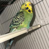Cocoriti