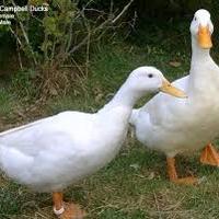 Anatre campbell maschi adulti