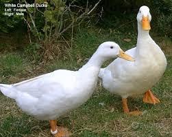 Anatre campbell maschi adulti