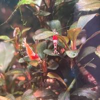 Caridine Crystal red, acquario tropicale, pesci