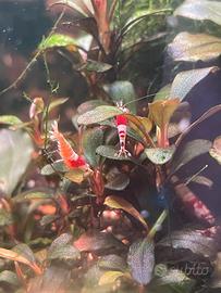 Caridine Crystal red, acquario tropicale, pesci