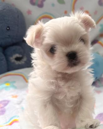 Cuccioli di maltese maschio femmina