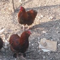 Galletti giovani incroci