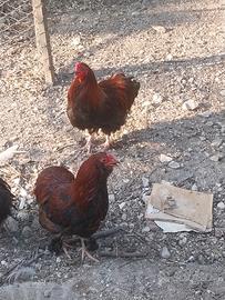 Galletti giovani incroci