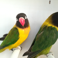 Coppia insep mascherato euwing verde x verde scuro