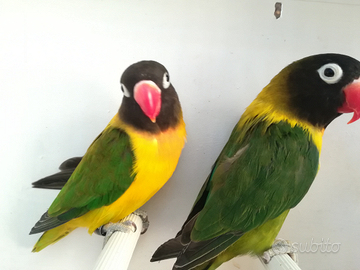 Coppia insep mascherato euwing verde x verde scuro