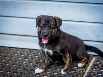 Cucciola femmina Pastore tedesco Labrador