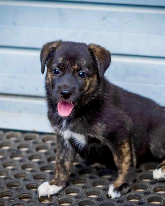 Cucciola femmina Pastore tedesco Labrador