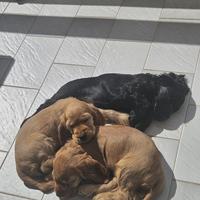 Cocker Spaniel Inglese con pedigree