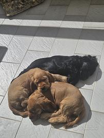 Cocker Spaniel Inglese con pedigree