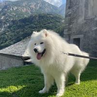Samoyedo maschio. Disponibile per monta