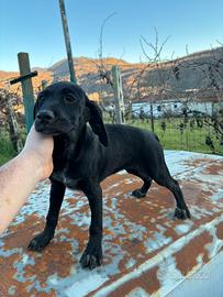 Bracco pointer hurzharr da tartufi