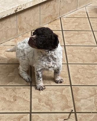Cuccioli di Lagotto Romagnolo