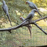 Parrocchetto dal collare Turquoise Grigia Cannella