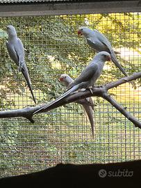 Parrocchetto dal collare Turquoise Grigia Cannella