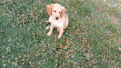Lagotto romagnolo-cocker