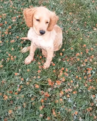 Lagotto romagnolo-cocker