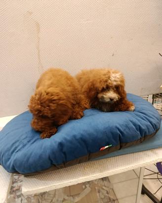 Cuccioli di barboncino toy