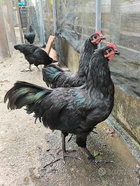 Gallo austalorp