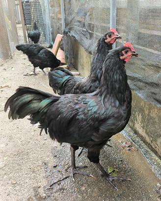 Gallo austalorp