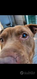 Pitbul Rednose  un anno  in adozione