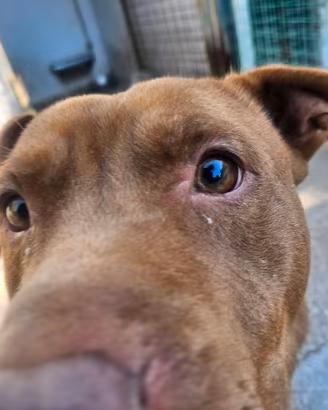 Pitbul Rednose  un anno  in adozione