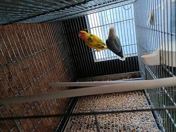 Coppia inseparabili