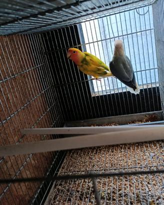 Coppia inseparabili