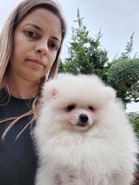 Spitz Pomerania Pedigree