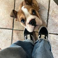 Cucciolo bulldog inglese