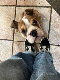 Cucciolo bulldog inglese