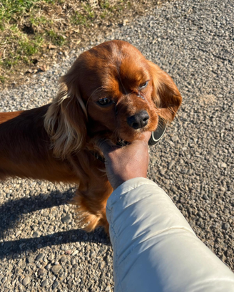 Cavalier King