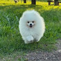 Volpino di Pomerania