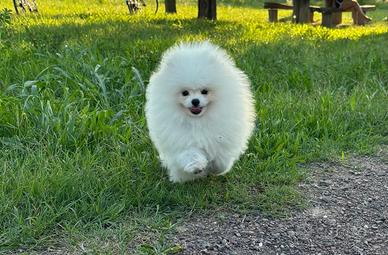 Volpino di Pomerania