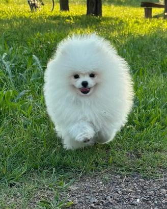 Volpino di Pomerania