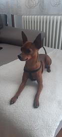 Pincher Toy per accoppiamento