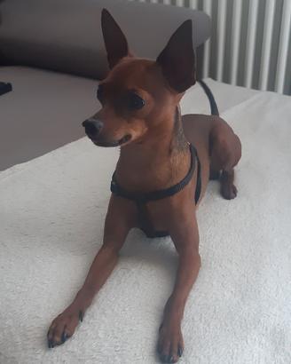 Pincher Toy per accoppiamento