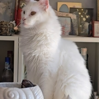 Maine Coon maschio di 2 anni