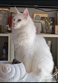 Maine Coon maschio di 2 anni
