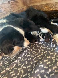 Cuccioli border collie