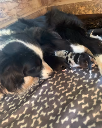Cuccioli border collie