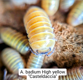 Isopodi ornamentali e spazzini