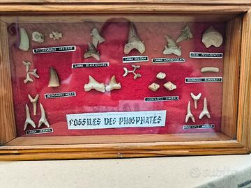 Collezione di denti di squalo e ossa fossili risal