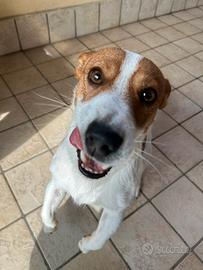 Jack russel terrier