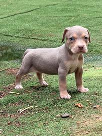 American Pitbull terrier tricolore