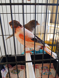 Coppia arlecchino portoghese