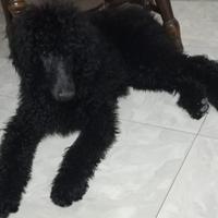Barbone grande mole