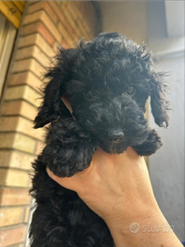 Cuccioli di barboncino nano